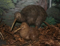 otorohanga-kiwi