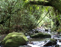 pirongia-forest