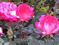 rose-gardens